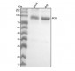 Anti-Bcl-6 Rabbit Monoclonal Antibody